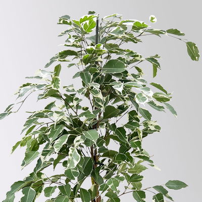 Birkenfeige 'Twilight' in Keramiktopf Dallas, Topf-Ø 17 cm, Höhe ca. 70 cm