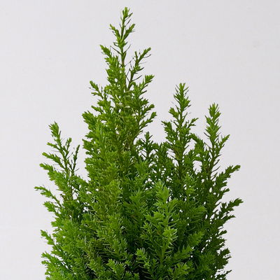 Gelbe Kegelzypresse 'Ellwood's Gold', Topf-Ø  9 cm, 8 Pflanzen