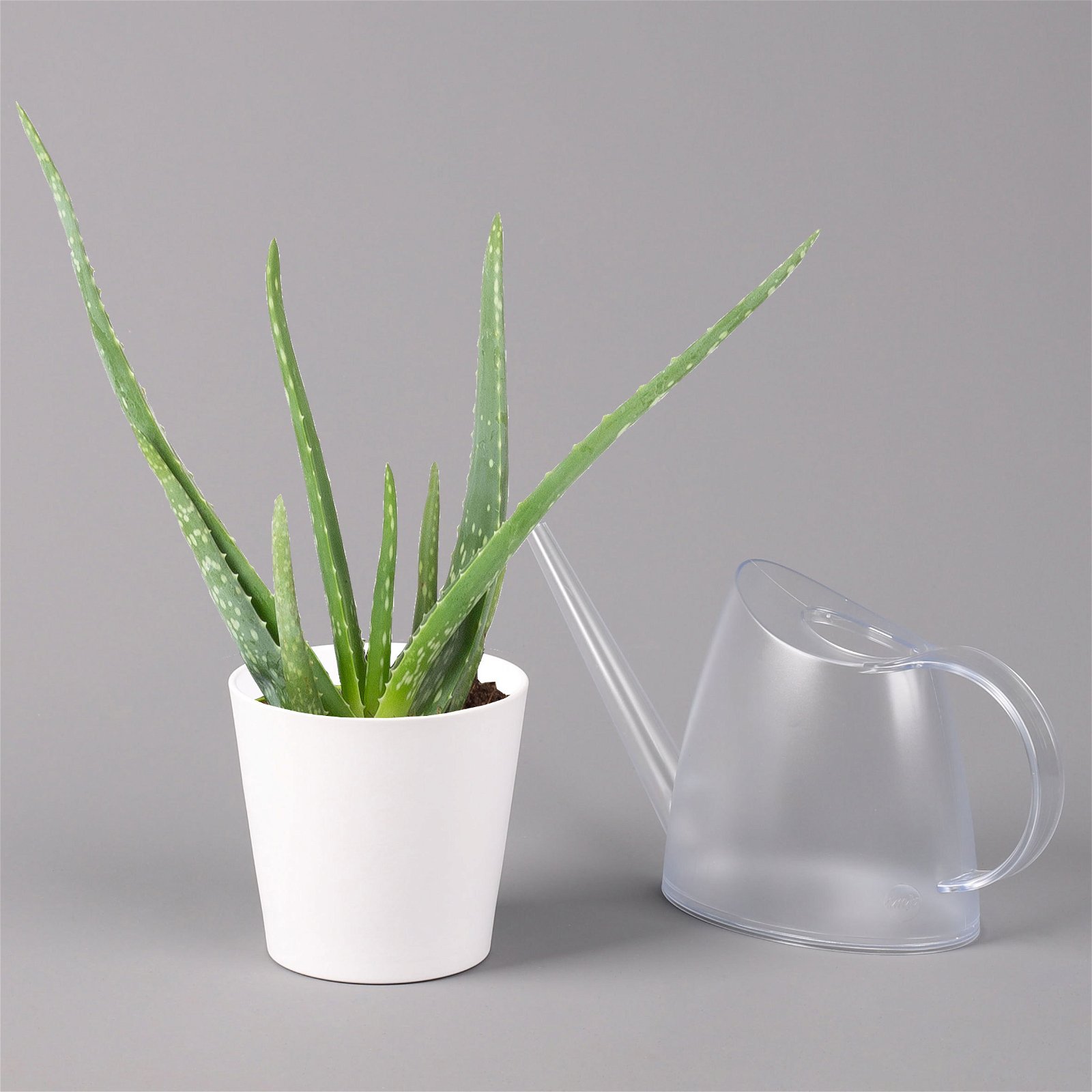 Aloe vera in Keramiktopf Dallas weiß, Topf-Ø 12 cm, Höhe ca. 20-35 cm, 3er-Set