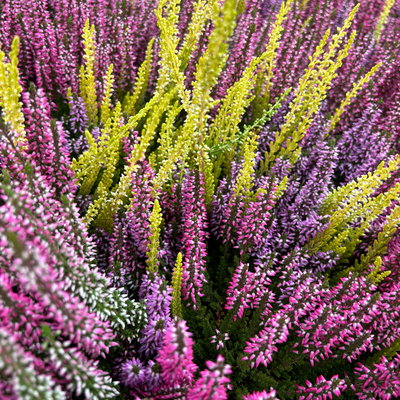 Calluna 'Beauty Ladies® Milca-Trio', lila-rot-weiß, Topf-Ø 11 cm, 6 Pflanzen Calluna 'Beauty Ladies® Milca-Trio', lila-rot-weiß, Topf-Ø 11 cm, 6 Pflanzen