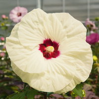 Staudenhibiskus 'French Vanilla' zartgelb , Höhe 100-150 cm, Topf 5 Liter