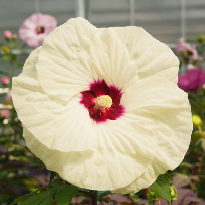 Staudenhibiskus 'French Vanilla' zartgelb , Höhe 100-150 cm, Topf 5 Liter