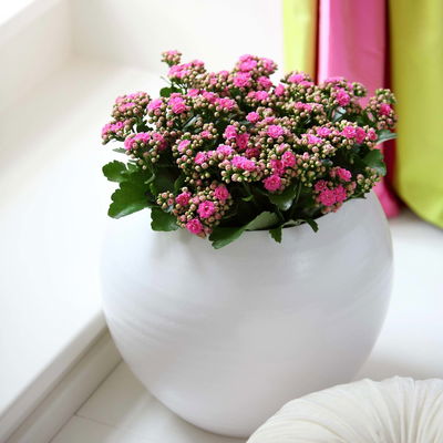 Kalanchoe 'Calandiva'®, rosa, Topf-Ø 12 cm, Höhe ca. 27,5 cm, 6er-Set Kalanchoe 'Calandiva'®, rosa, Topf-Ø 12 cm, Höhe ca. 27,5 cm, 6er-Set