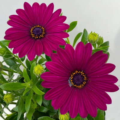 Kapkörbchen lila, Topf-Ø 12 cm, 6er-Set