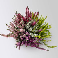 Knospenheide 'High Five®', fünffarbig, Topf-Ø 17 cm, 2 Pflanzen