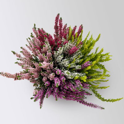 Knospenheide 'High Five®', fünffarbig, Topf-Ø 17 cm, 2 Pflanzen
