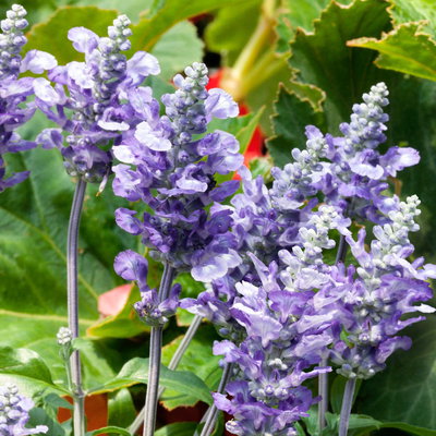 Grabbepflanzung Sommer rot-weiß-blau, 12 Pflanzen