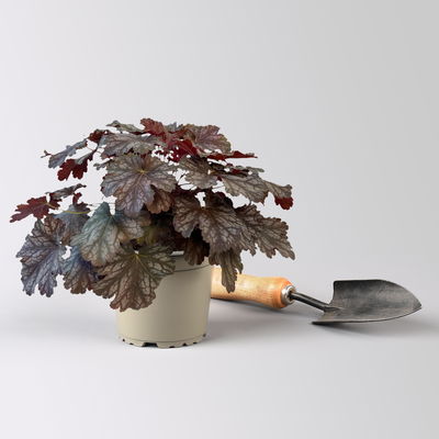 Bio Purpurglöckchen Baby Bells 'Cinnamon Glaze', Topf-Ø 12 cm, 3 Pflanzen Bio Purpurglöckchen Baby Bells 'Cinnamon Glaze', Topf-Ø 12 cm, 3 Pflanzen