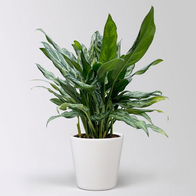 Aglaonema 'Miss Juliette', in Keramiktopf Dallas, Topf-Ø 17 cm, Höhe ca. 55 cm