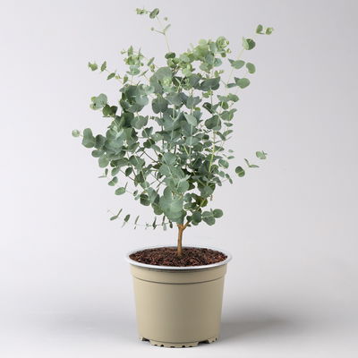 Eucalyptus gunnii 'Azura®', Topf-Ø 15 cm Eucalyptus gunnii 'Azura®', Topf-Ø 15 cm