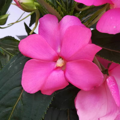 Edellieschen rosa, Topf-Ø 12 cm, 6er-Set