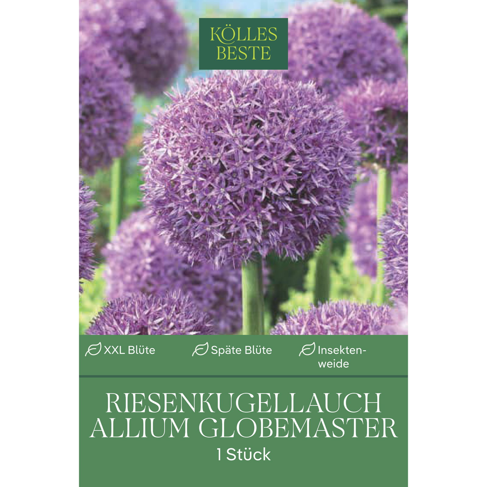 Allium Globemaster (Riesenkugellauch) purpur, 1 Blumenzwiebel