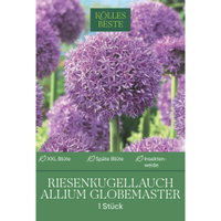 Allium Globemaster (Riesenkugellauch) purpur, 1 Blumenzwiebel Allium Globemaster (Riesenkugellauch) purpur, 1 Blumenzwiebel