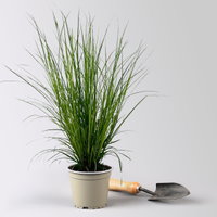 Bio Segge, dunkelgrün, Topf-Ø 12 cm, 3 Pflanzen
