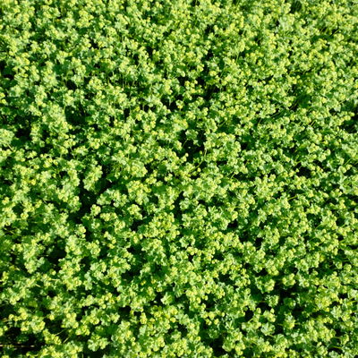 Bio Zwerg-Frauenmantel, grün-gelb, Topf 9x9 cm, 3 Pflanzen