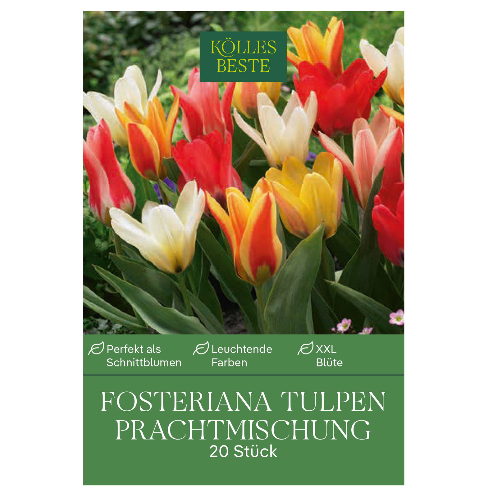 Fosteriana Tulpen Prachtmischung, 20 Blumenzwiebeln
