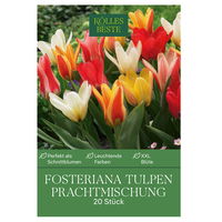 Fosteriana Tulpen Prachtmischung, 20 Blumenzwiebeln