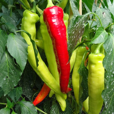 Blu Bio Chili 'Bullhorn Chili', Topf-Ø 12 cm, 3er-Set Blu Bio Chili 'Bullhorn Chili', Topf-Ø 12 cm, 3er-Set