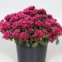 Sedum spurium 'Spot on® Deep Rose', dunkelrosa, Topf 12 cm Ø, 3 Pflanzen Sedum spurium 'Spot on® Deep Rose', dunkelrosa, Topf 12 cm Ø, 3 Pflanzen