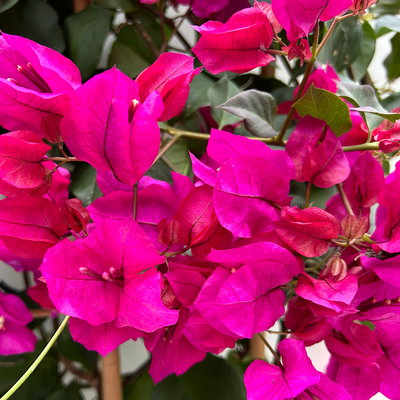 Bougainvillea lila, Spalier, Topf-Ø 21 cm, Höhe ca. 70 cm Bougainvillea lila, Spalier, Topf-Ø 21 cm, Höhe ca. 70 cm