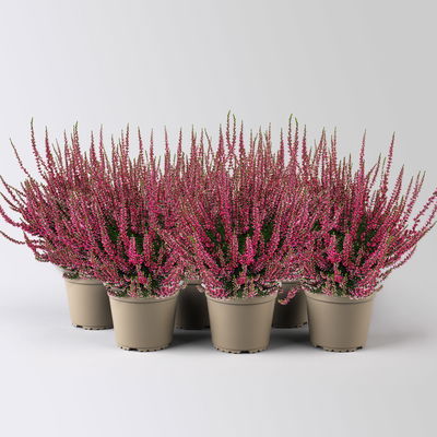 Knospenheide, rot, Topf-Ø 12 cm, 6 Pflanzen