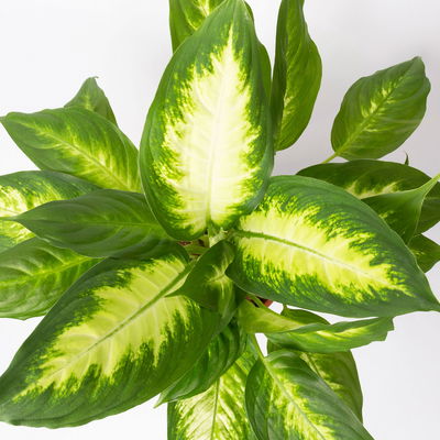 Dieffenbachie 'Camilla' , Topf-Ø17cm, Höhe ca. 50-60 cm
