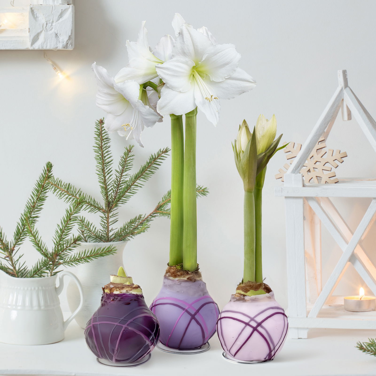 Amaryllis in Wachs XL, Dekor 'Purple Mix' Farbe zufällig, Blüte weiß