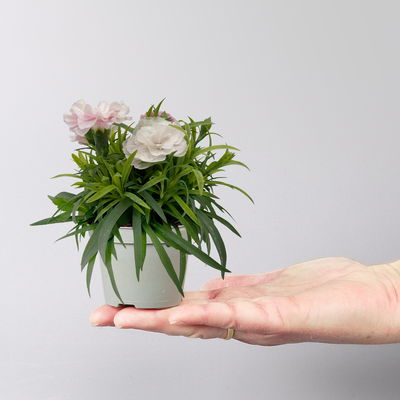 Nelke 'I Love U', Mini, pink-rosa-weiß, Topf-Ø 7 cm, 6 Pflanzen