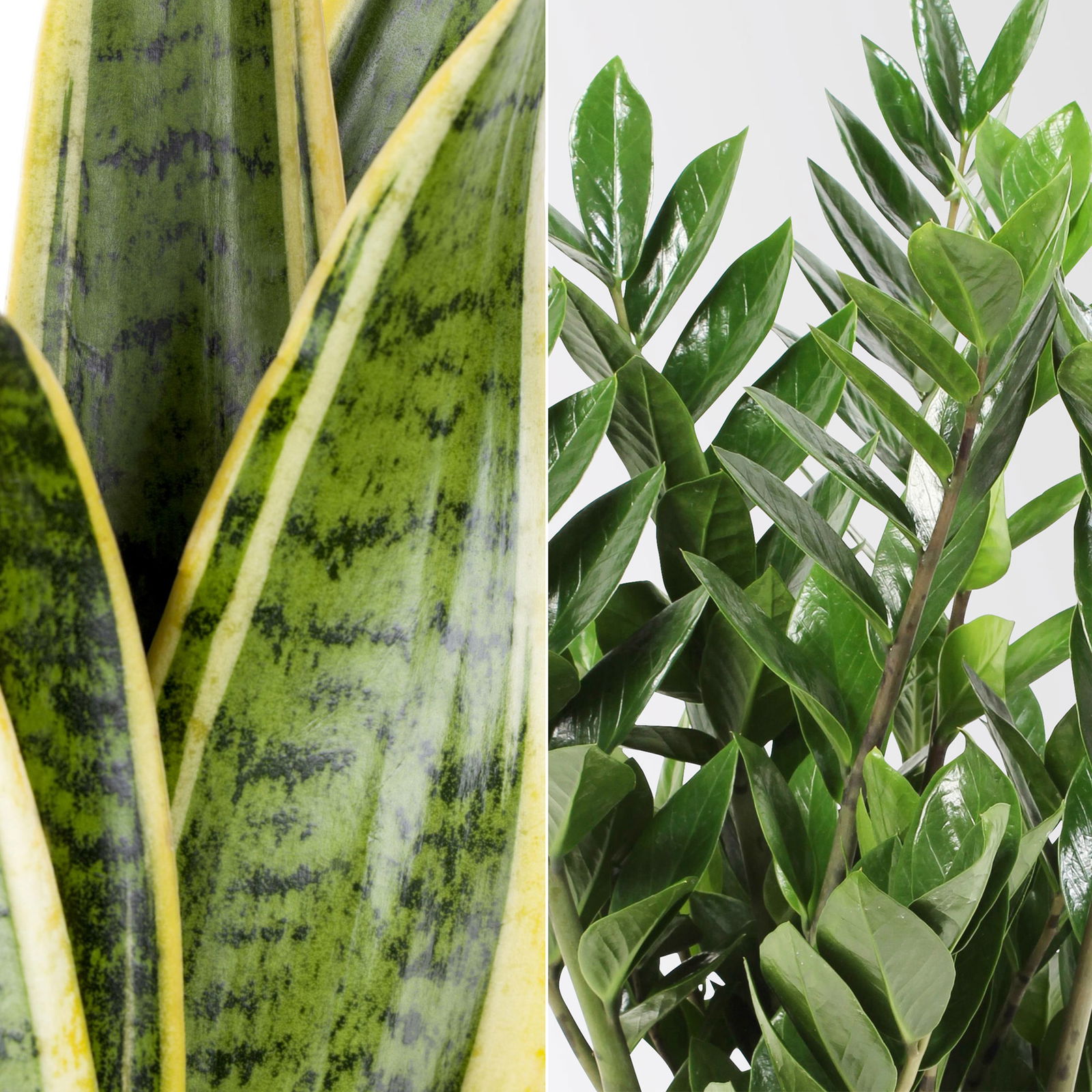 Grünpflanzen-Set Easypeasy-Duo, Topf-Ø 17 cm, 2 Pflanzen