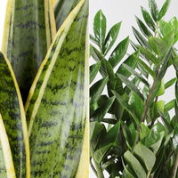 Grünpflanzen-Set Easypeasy-Duo, Topf-Ø 17 cm, 2 Pflanzen