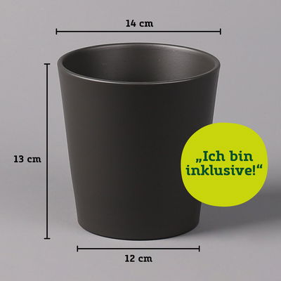 Schwertfarn 'Green Lady' in Keramiktopf Dallas anthrazit, Topf-Ø12cm, 2er-Set Schwertfarn 'Green Lady' in Keramiktopf Dallas anthrazit, Topf-Ø12cm, 2er-Set