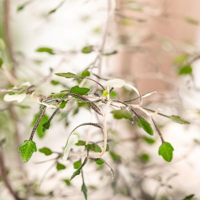 Zickzackstrauch, Topf-Ø 13 cm, Höhe ca. 25 cm, 2er-Set Zickzackstrauch, Topf-Ø 13 cm, Höhe ca. 25 cm, 2er-Set