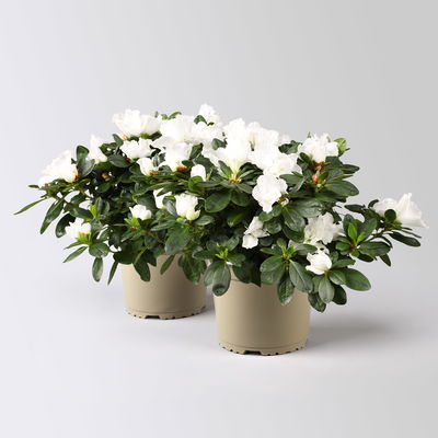 Azalee weiß, gefüllt, Topf-Ø 14 cm, Höhe ca. 30 cm, 2 Stück Azalee weiß, gefüllt, Topf-Ø 14 cm, Höhe ca. 30 cm, 2 Stück