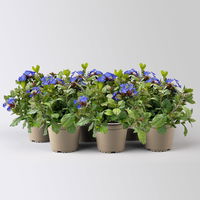 Chinesischer Bleiwurz, blau, Topf-Ø 13 cm, 6 Pflanzen
