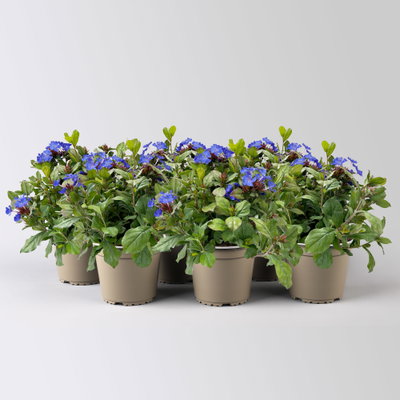 Chinesischer Bleiwurz, blau, Topf-Ø 13 cm, 6 Pflanzen Chinesischer Bleiwurz, blau, Topf-Ø 13 cm, 6 Pflanzen