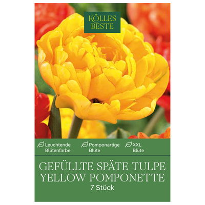 Kölles Beste Tulpe 'Yellow Pomponette®', gelb, 7 Blumenzwiebeln