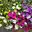 Sommerblumen
