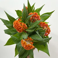 Celosia 'Tasty Twist Mix', Farben zufällig, Topf-Ø 12 cm, 6 Pflanzen Celosia 'Tasty Twist Mix', Farben zufällig, Topf-Ø 12 cm, 6 Pflanzen