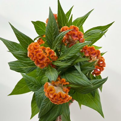 Celosia 'Tasty Twist Mix', Farben zufällig, Topf-Ø 12 cm, 6 Pflanzen Celosia 'Tasty Twist Mix', Farben zufällig, Topf-Ø 12 cm, 6 Pflanzen