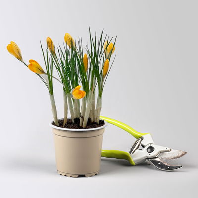 Krokus gelb, vorgetrieben, Topf-Ø 10,5 cm, 6 Pflanzen