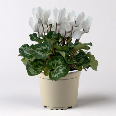 Alpenveilchen Mix, Farbe zufällig, Topf-Ø 10,5 cm, Höhe ca. 23 cm, 8 Pflanzen