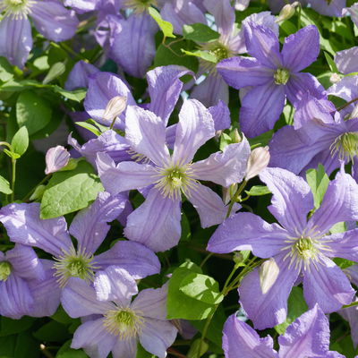 Italienische Waldrebe 'Prince Charles', 2er-Set, hellviolett, Topf 2 Liter Italienische Waldrebe 'Prince Charles', 2er-Set, hellviolett, Topf 2 Liter