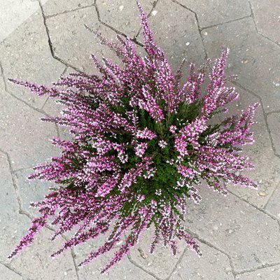 Knospenheide, lila, Topf-Ø 12 cm, 6 Pflanzen Knospenheide, lila, Topf-Ø 12 cm, 6 Pflanzen