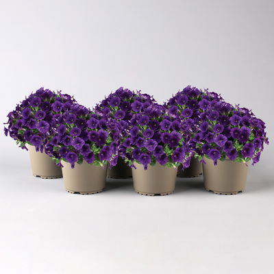 Petunien 'Capella® Indigo Impr' blau, hängend, Topf-Ø 13 cm, 6 Pflanzen