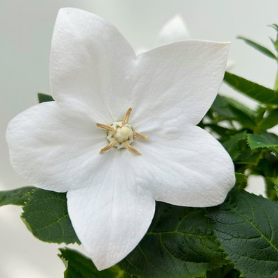 Ballonblume, weiß, Topf-Ø 12 cm, 6 Pflanzen