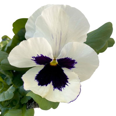 Stiefmütterchen, weiß, Sorte zufällig, Topf-Ø 13 cm, 6 Pflanzen