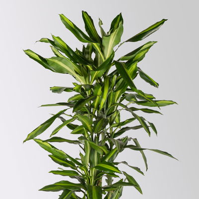 Duftender Drachenbaum 'Cintho', verzweigt, Topf-Ø 27 cm, Höhe ca. 120 cm Duftender Drachenbaum 'Cintho', verzweigt, Topf-Ø 27 cm, Höhe ca. 120 cm