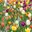 Tulpen und Hyazinthen
