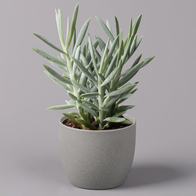 Senecio 'Aquarine® Mount Everest', Topf-Ø 12 cm, Höhe ca. 25 cm, 3er-Set Senecio 'Aquarine® Mount Everest', Topf-Ø 12 cm, Höhe ca. 25 cm, 3er-Set