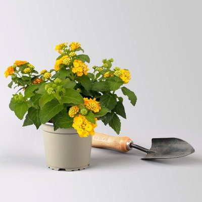 Wandelröschen, gelb, Topf-Ø 12 cm, 3 Pflanzen Wandelröschen, gelb, Topf-Ø 12 cm, 3 Pflanzen